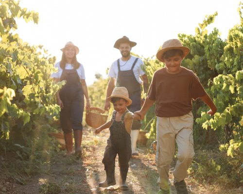 Little boys with his father and mother love spending time together in vineyard.