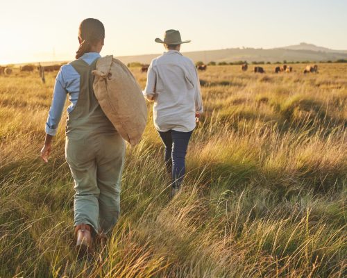 Cow farm, woman walking and back outdoor with management and farmer in field. Agriculture, sustainability and harvest for small business in countryside with animal stock and eco friendly work