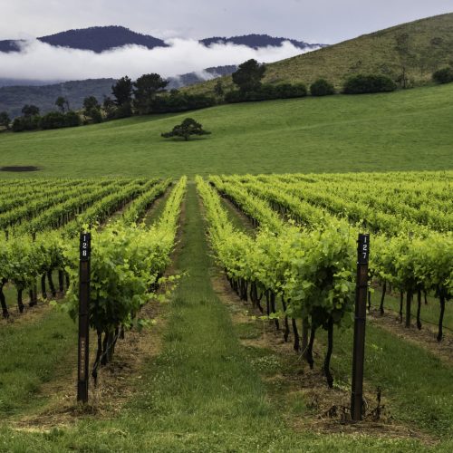 Spring grape vines in the Buckland Valley Victoria